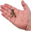 imageBerkley PowerBait MaxScent Lil Trooper Fishing Soft BaitWatermelon Candy