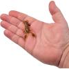 imageBerkley PowerBait MaxScent Lil Trooper Fishing Soft BaitWatermelon CopperOrange wRed