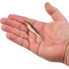 imageBerkley PowerBait The Champ Swimmer Fishing Soft BaitHD Red Belly Goby