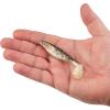 imageBerkley PowerBait The Champ Swimmer Fishing Soft BaitHD Red Belly Goby
