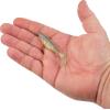 imageBerkley PowerBait The Champ Swimmer Fishing Soft BaitHD Sexy Shad