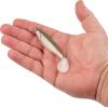 imageBerkley PowerBait The Champ Swimmer Fishing Soft BaitHD Tennessee Shad