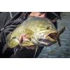 imageBerkley PowerBait Power Tube Fishing Soft BaitBreen Green