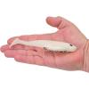 imageBerkley PowerBait CullShad Fishing Soft BaitAlbino