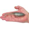 imageBerkley PowerBait CullShad Fishing Soft BaitElectric Shad