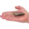 imageBerkley PowerBait CullShad Fishing Soft BaitGhost Morning Dawn