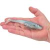 imageBerkley PowerBait CullShad Fishing Soft BaitHD Blue Shad