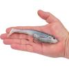 imageBerkley PowerBait CullShad Fishing Soft BaitHD Ghost Gizzard