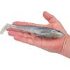 imageBerkley PowerBait CullShad Fishing Soft BaitHD Ghost Gizzard
