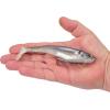 imageBerkley PowerBait CullShad Fishing Soft BaitHD Gizzard Shad