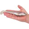 imageBerkley PowerBait CullShad Fishing Soft BaitHD Rainbow Trout