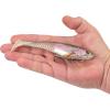 imageBerkley PowerBait CullShad Fishing Soft BaitHD Rainbow Trout