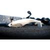 imageBerkley PowerBait CullShad Fishing Soft BaitSight Flash