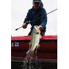 imageBerkley PowerBait CullShad Fishing Soft BaitSight Flash