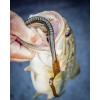 imageBerkley PowerBait Power Worms Fishing Soft BaitBlack
