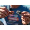 imageBerkley Gulp Peeler Crab New Penny 2quot