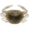 imageBerkley Gulp Peeler Crab New Penny 2quot