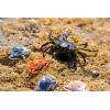 imageBerkley Gulp Peeler Crab New Penny 2quot