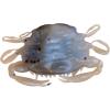 imageBerkley Gulp Peeler Crab New Penny 2quot