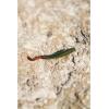 imageBerkley Gulp Sandworm Natural 6 Inch