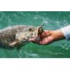 imageBerkley Powerbait Chigger CrawWatermelon
