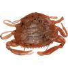 imageBerkley Gulp Peeler Crab New Penny 2quot