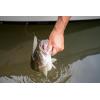 imageBerkley PowerBait Power Jerk Shad Fishing Soft BaitChartreuse