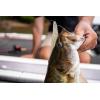 imageBerkley PowerBait Power Jerk Shad Fishing Soft BaitChrome Flash