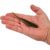 imageBerkley PowerBait Power Jerk Shad Fishing Soft BaitGreen Pumpkin