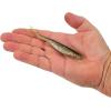 imageBerkley PowerBait Power Jerk Shad Fishing Soft BaitOlive Back