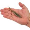 imageBerkley PowerBait Power Jerk Shad Fishing Soft BaitTennessee Shad