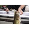 imageBerkley PowerBait Power Jerk Shad Fishing Soft BaitWhite Ice